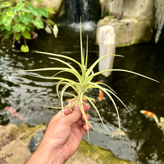 Tillandsia 'Kashkin' - Rainforest Flora