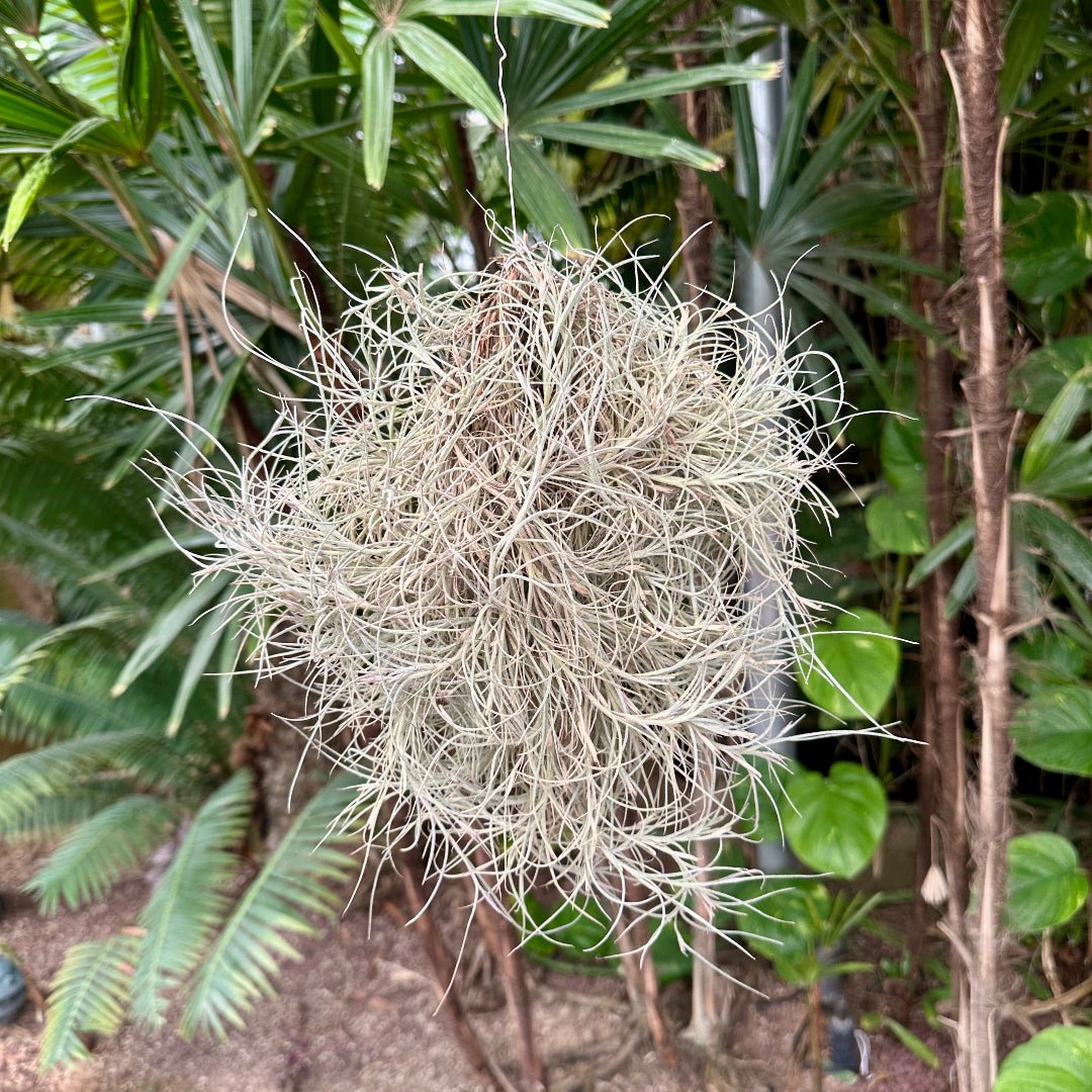 Tillandsia 'Kimberly' (T. usneoides x T. recurvata) - Rainforest Flora