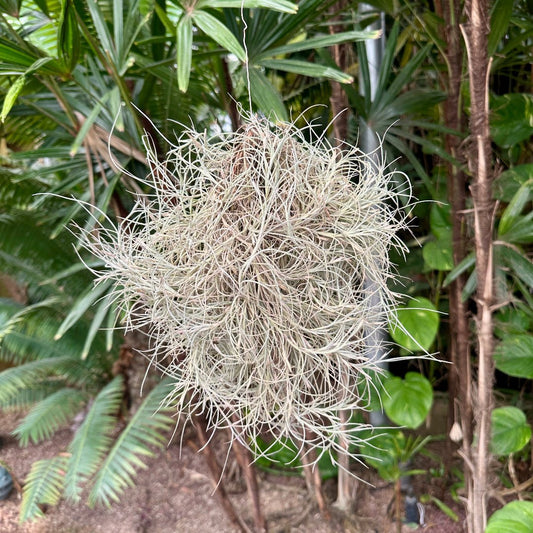 Tillandsia 'Kimberly' (T. usneoides x T. recurvata) - Rainforest Flora