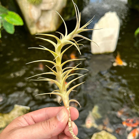 Tillandsia latifolia enano Red Form - Rainforest Flora