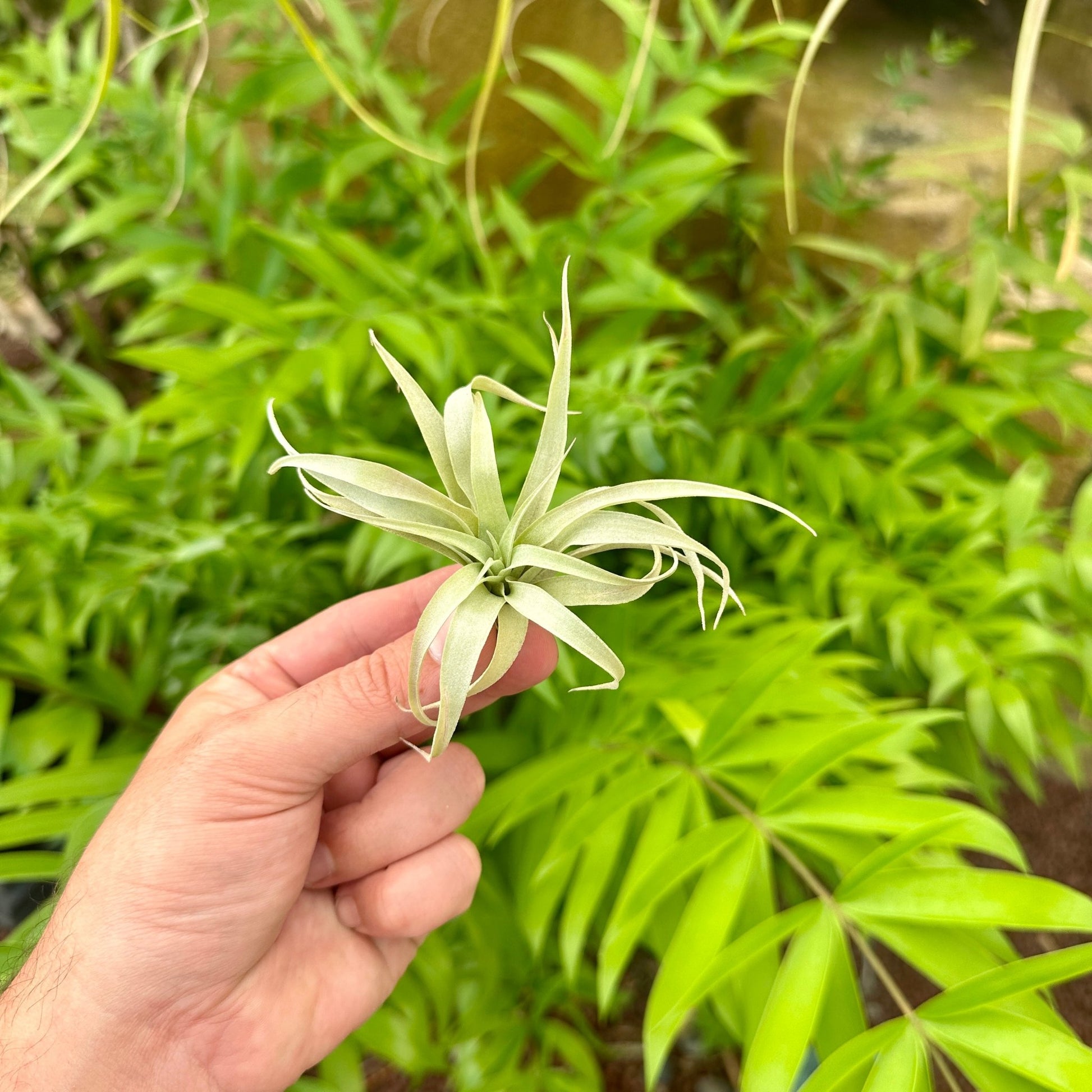 Tillandsia lautneri - Rainforest Flora