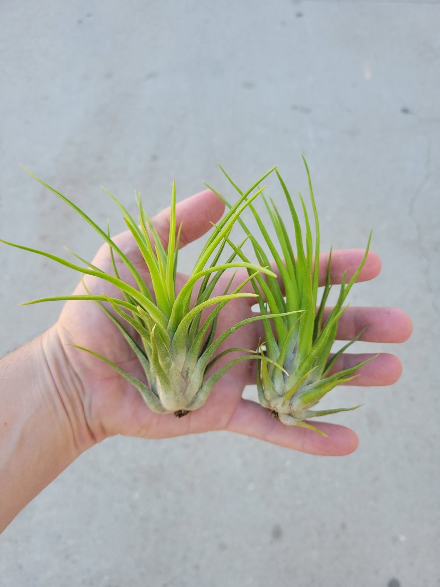 Tillandsia 'Leo J.' - Rainforest Flora