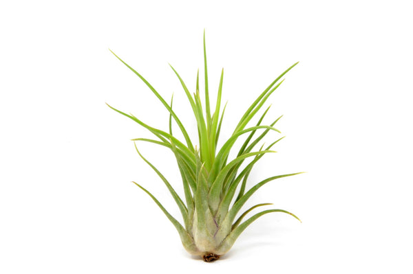 tillandsia-leo-j-645546_grande