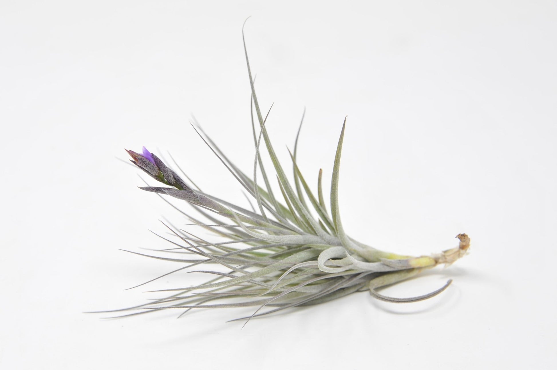 little air plants Tillandsia 'Little Shaver' (T. paleacea X T. macbrideana) – Rainforest Flora