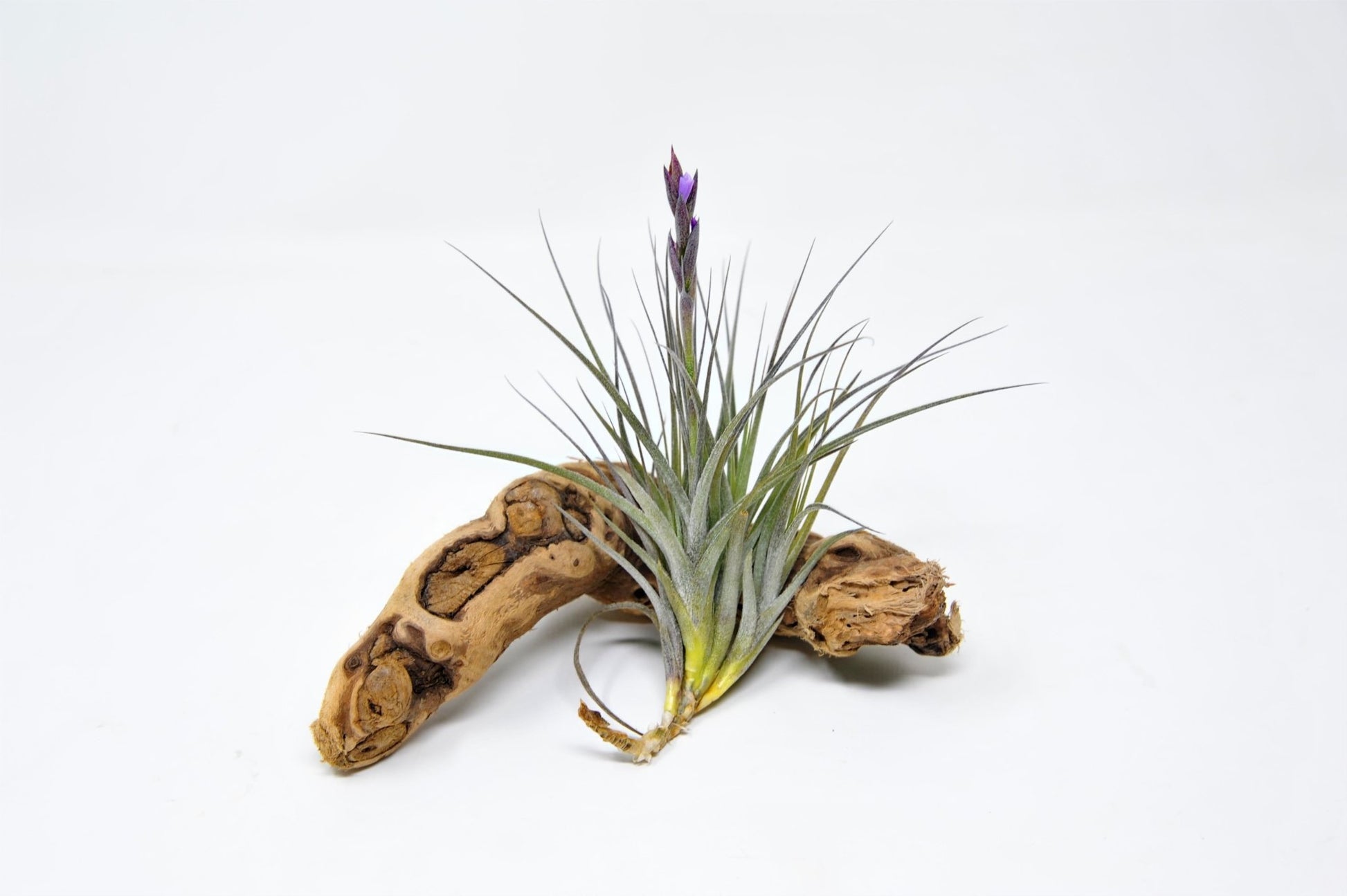 Tillandsia 'Little Shaver' (T. paleacea X T. macbrideana) - Rainforest Flora