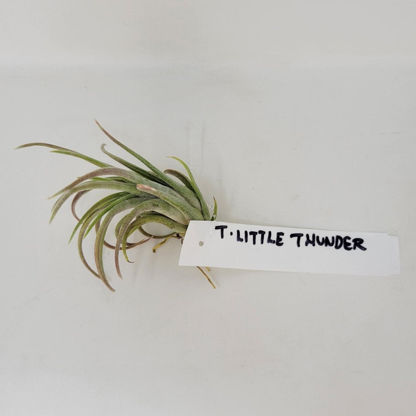 Tillandsia 'Little Thunder' - Rainforest Flora