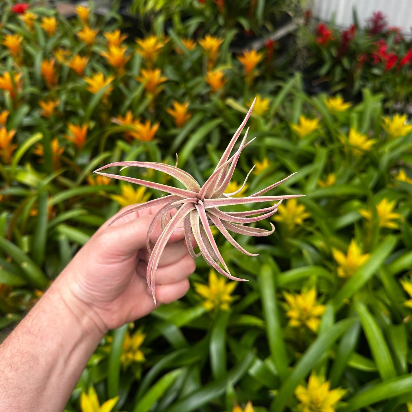Tillandsia 'Little Thunder' (T. ionantha x T. pueblensis) - Rainforest Flora