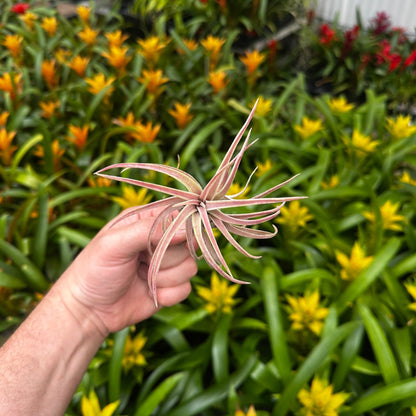 Tillandsia 'Little Thunder' (T. ionantha x T. pueblensis) - Rainforest Flora