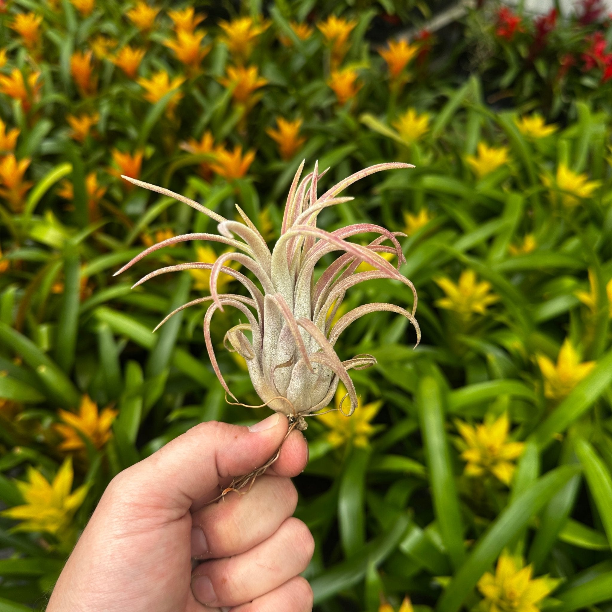 Tillandsia 'Little Thunder' (T. ionantha x T. pueblensis