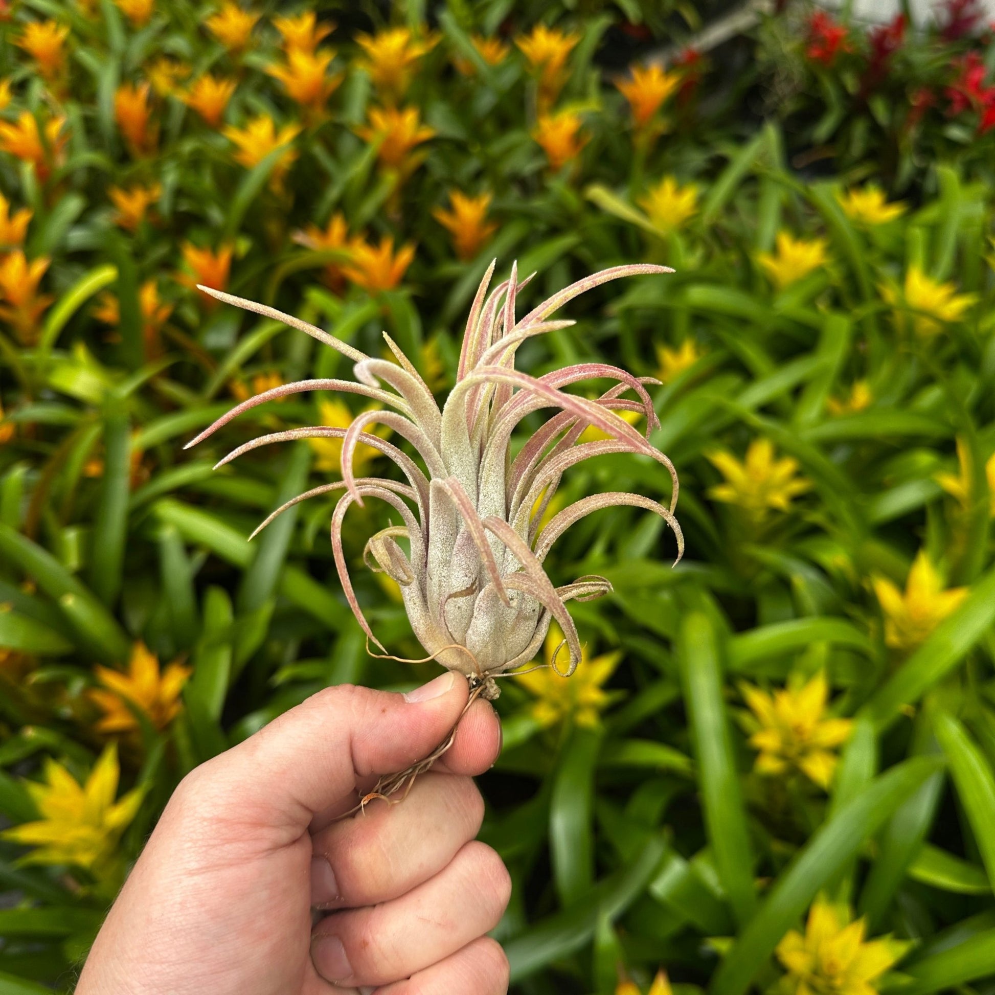 Tillandsia 'Little Thunder' (T. ionantha x T. pueblensis) - Rainforest Flora
