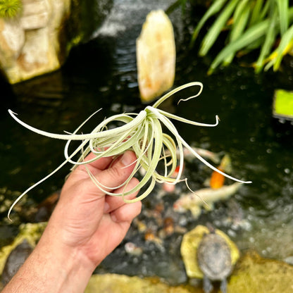 Tillandsia lorentziana - Rainforest Flora
