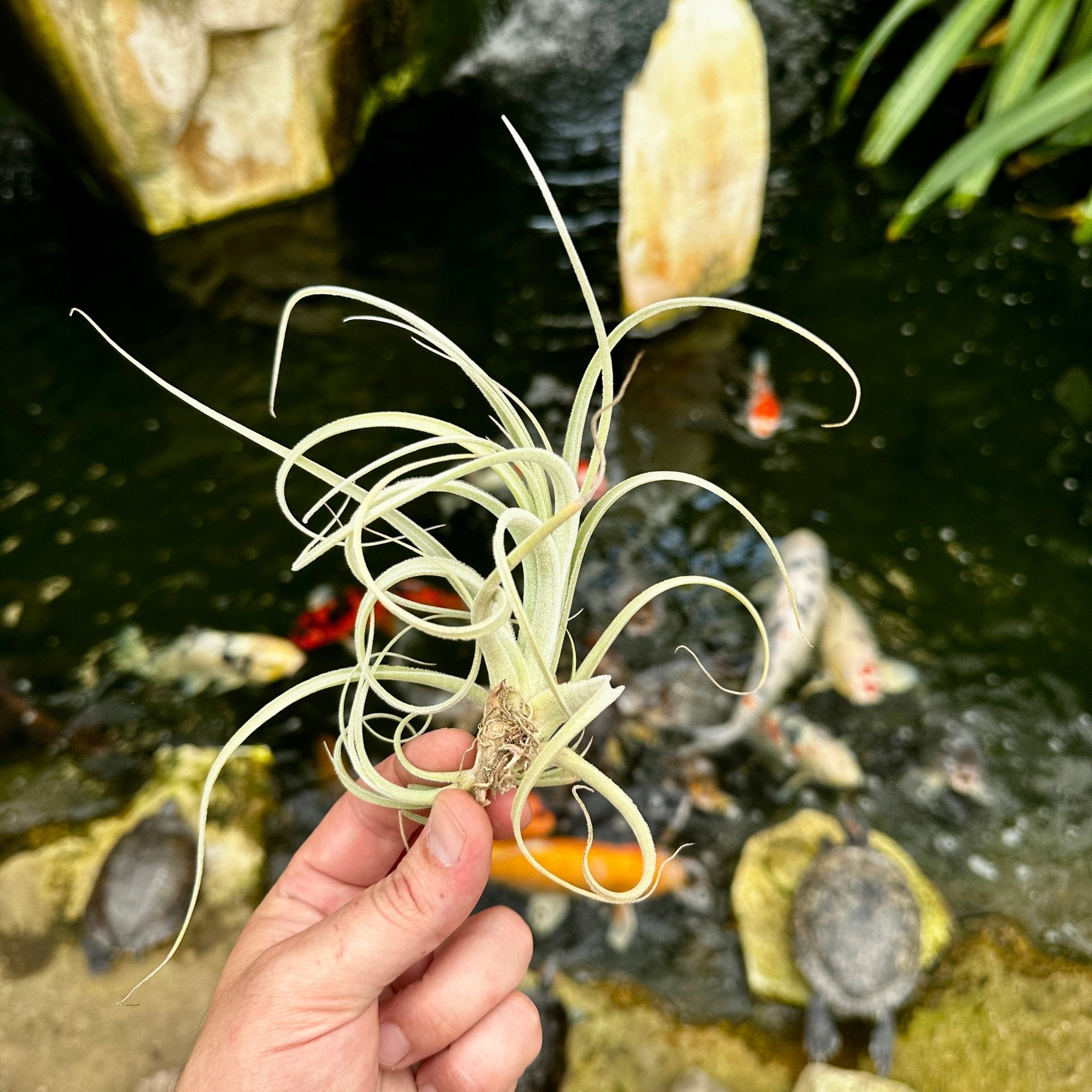 Tillandsia lorentziana – Rainforest Flora