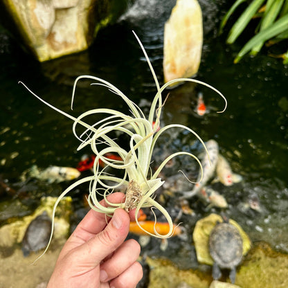 Tillandsia lorentziana - Rainforest Flora