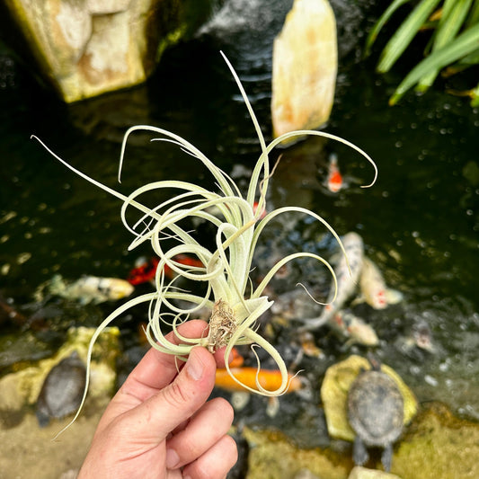 Tillandsia lorentziana - Rainforest Flora