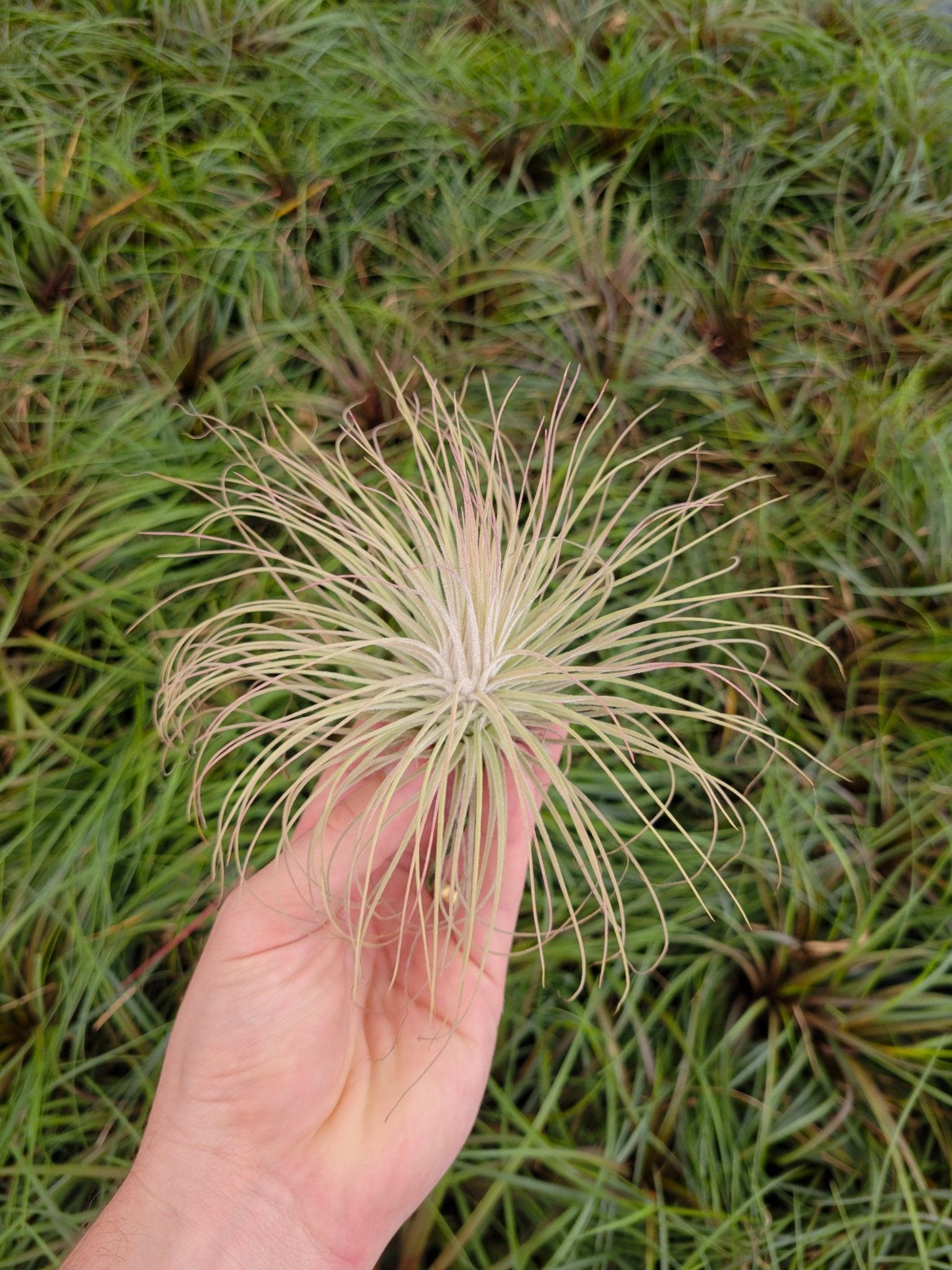 Tillandsia magnusiana – Rainforest Flora