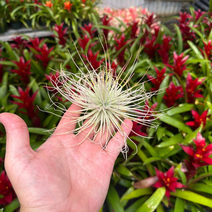 Tillandsia magnusiana - Rainforest Flora