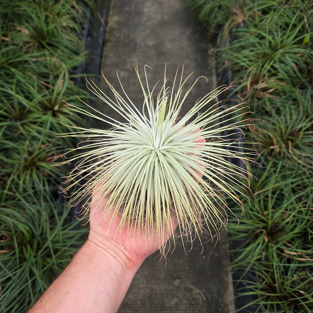 Airplants (Tillandsia) Collection - Rainforest Flora