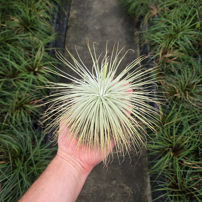 Tillandsia magnusiana - Rainforest Flora