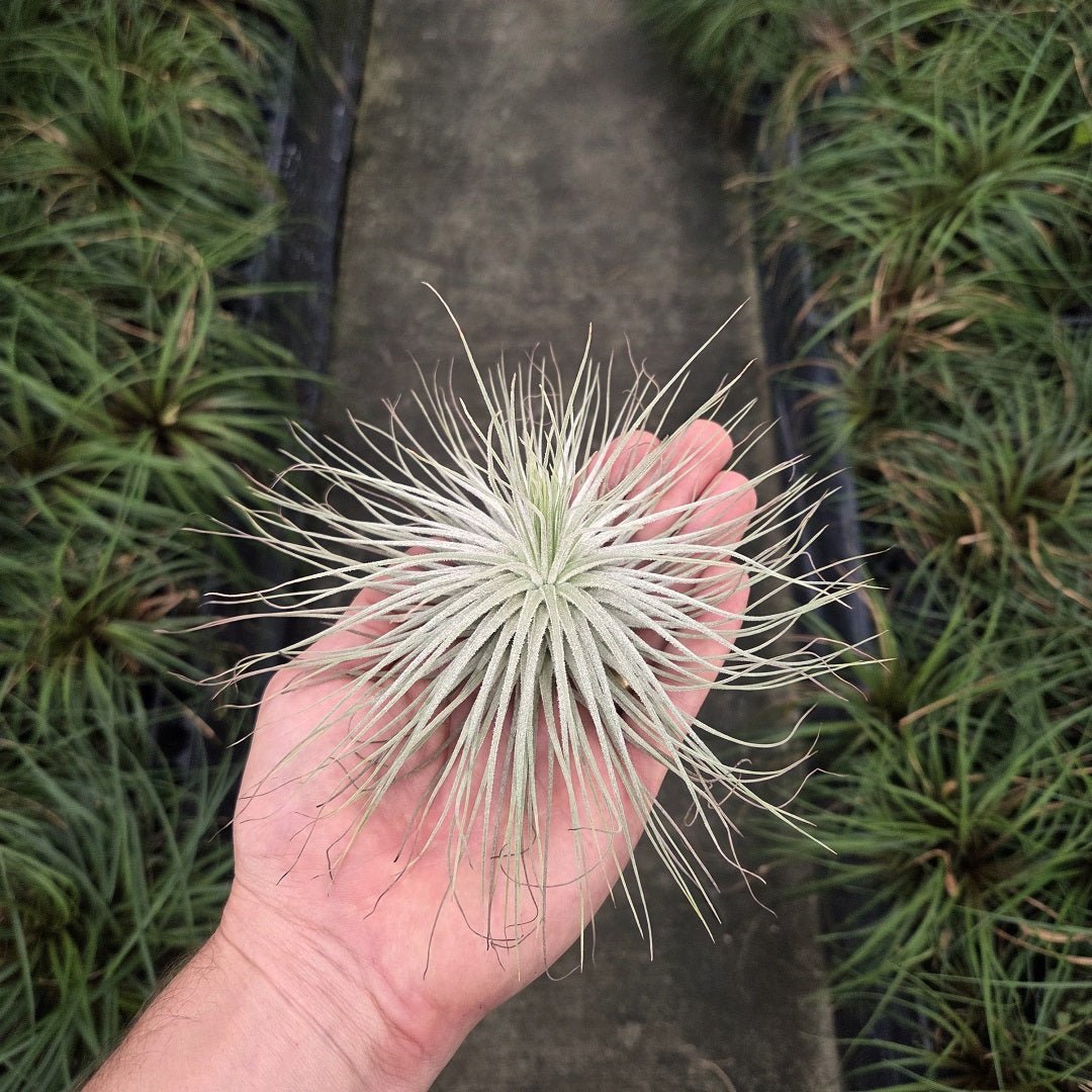magnusiana air plant Tillandsia magnusiana