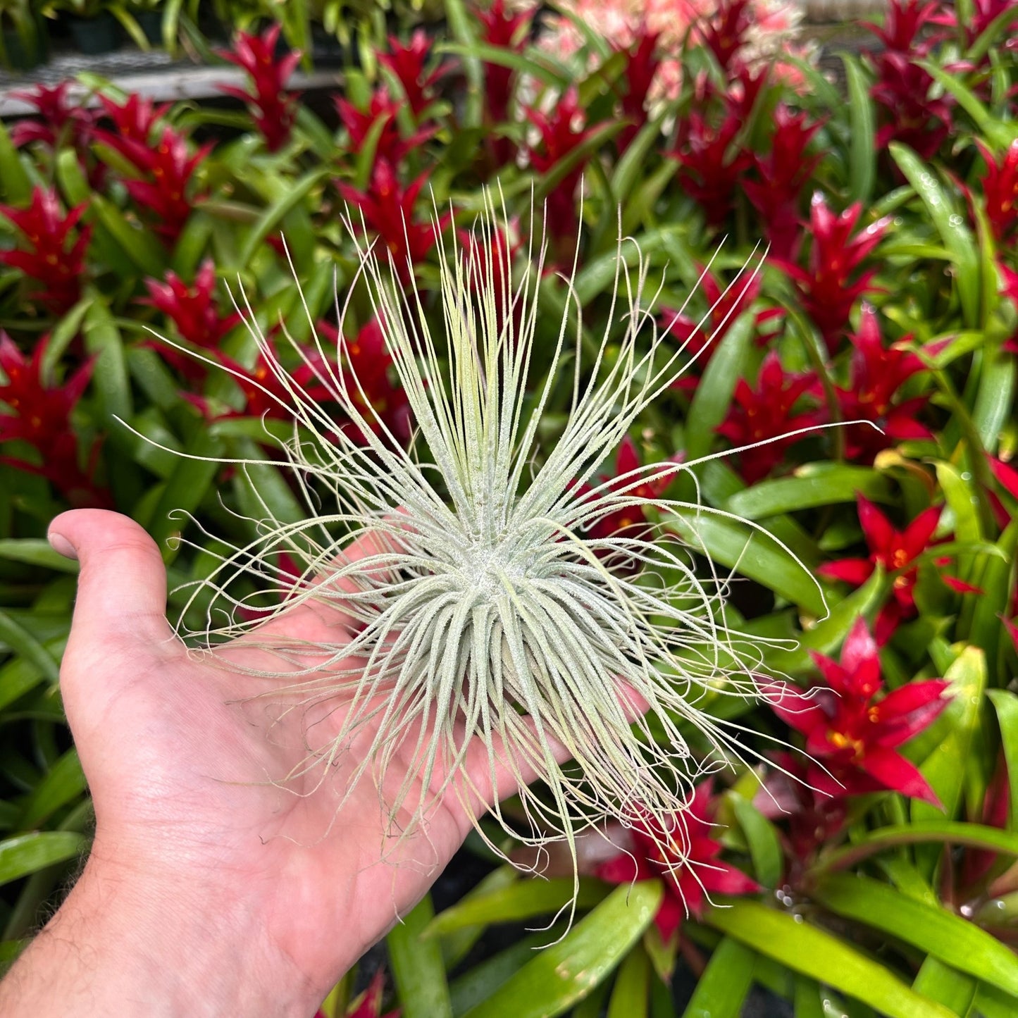 Tillandsia magnusiana - Rainforest Flora