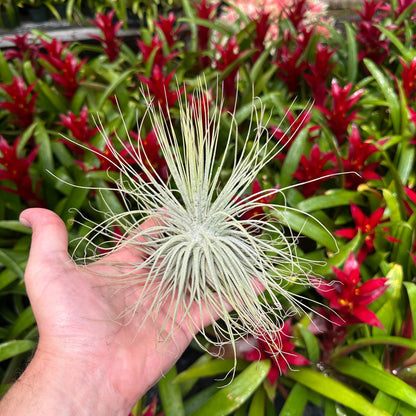Tillandsia magnusiana - Rainforest Flora