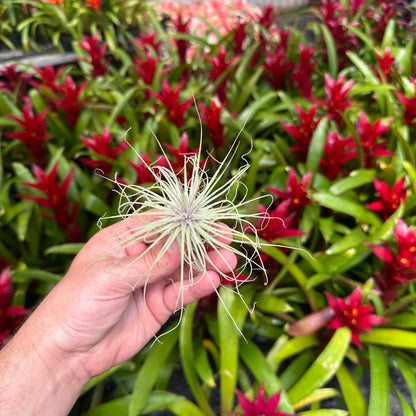 Tillandsia magnusiana - Rainforest Flora