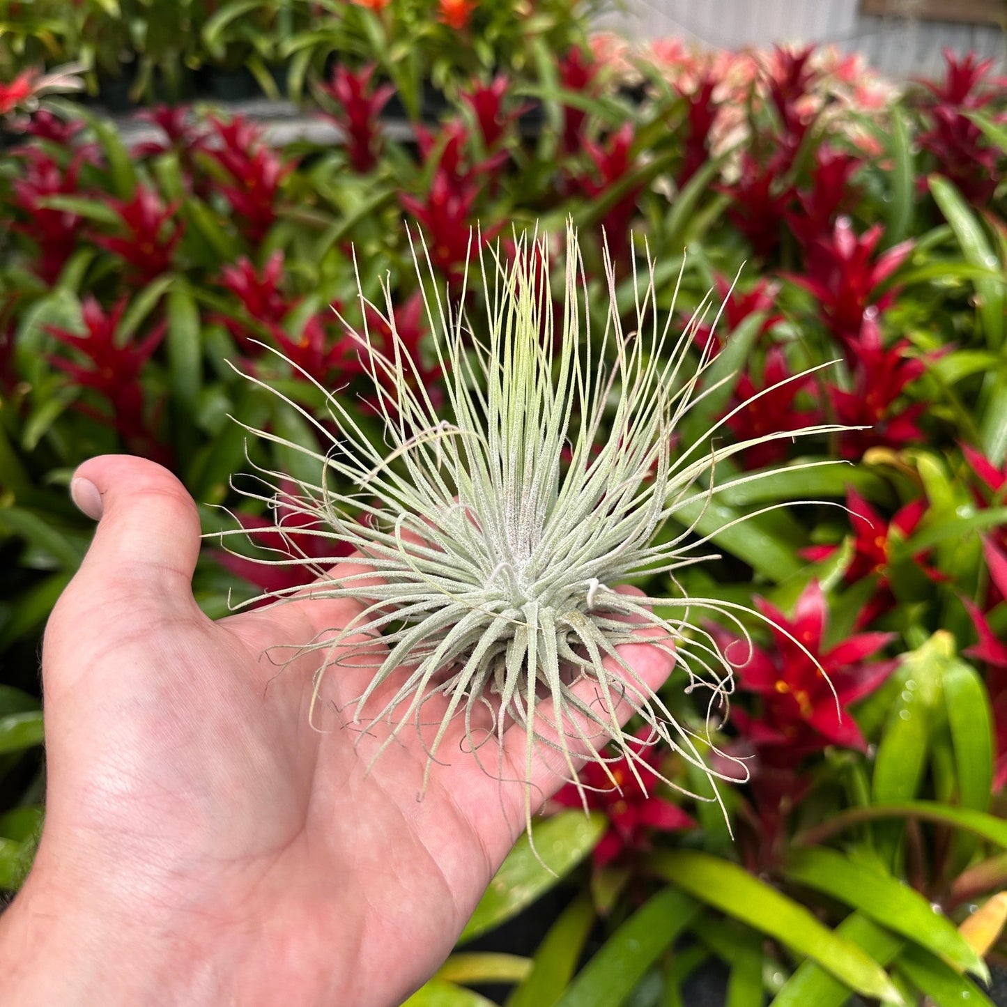 Tillandsia magnusiana - Rainforest Flora