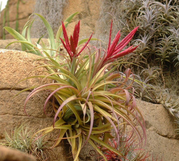 Tillandsia 'Majestic' (T. chiapensis X T. concolor) – Rainforest Flora