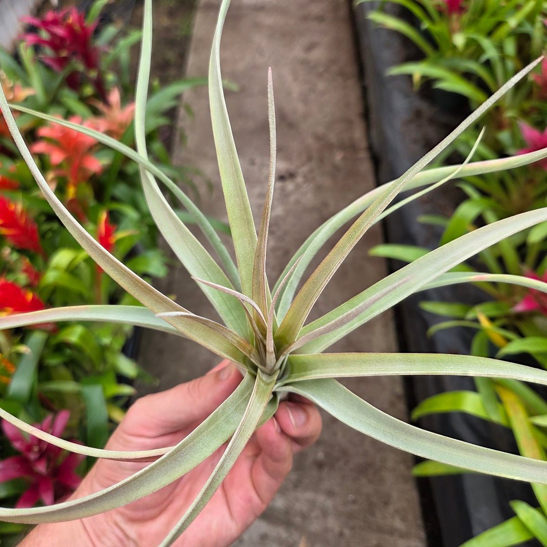 Tillandsia 'Majestic' (T. chiapensis X T. concolor) – Rainforest Flora