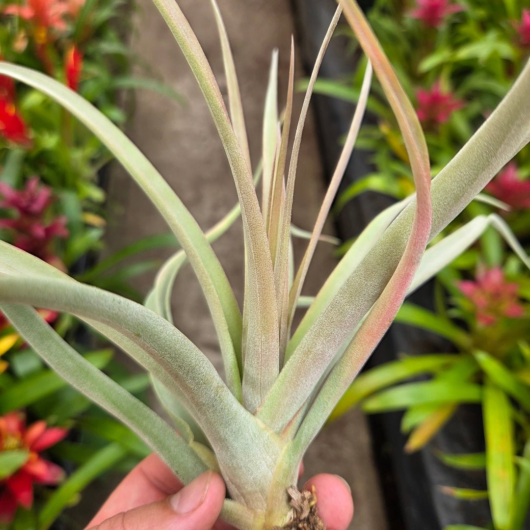 Tillandsia 'Majestic' (T. chiapensis X T. concolor) – Rainforest Flora