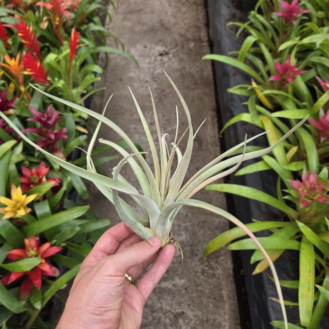 Tillandsia 'Majestic' (T. chiapensis X T. concolor) – Rainforest Flora