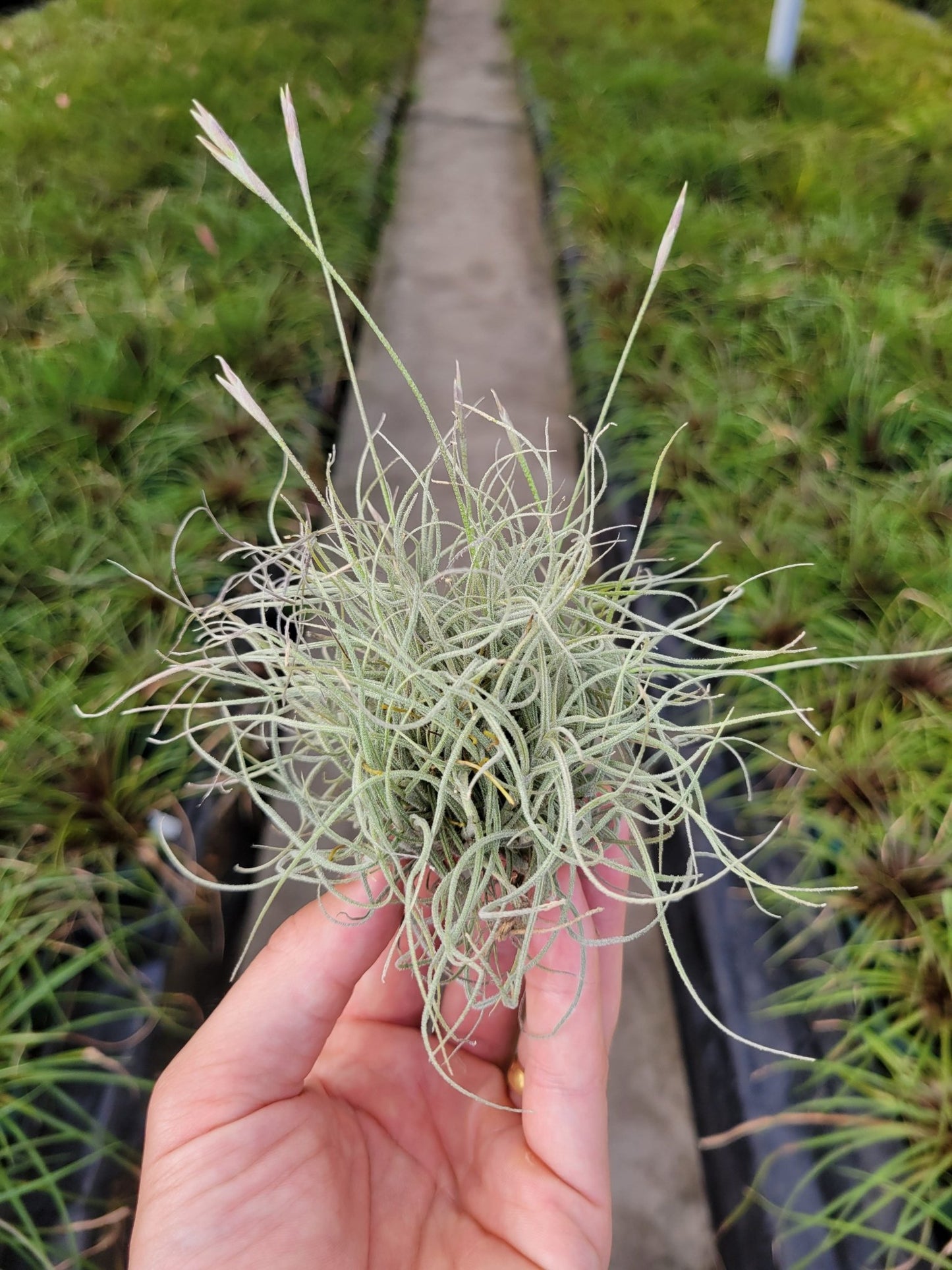 Tillandsia mallemontii - Rainforest Flora