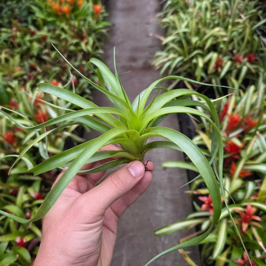 Tillandsia "Marvelous Masterpiece" - Rainforest Flora