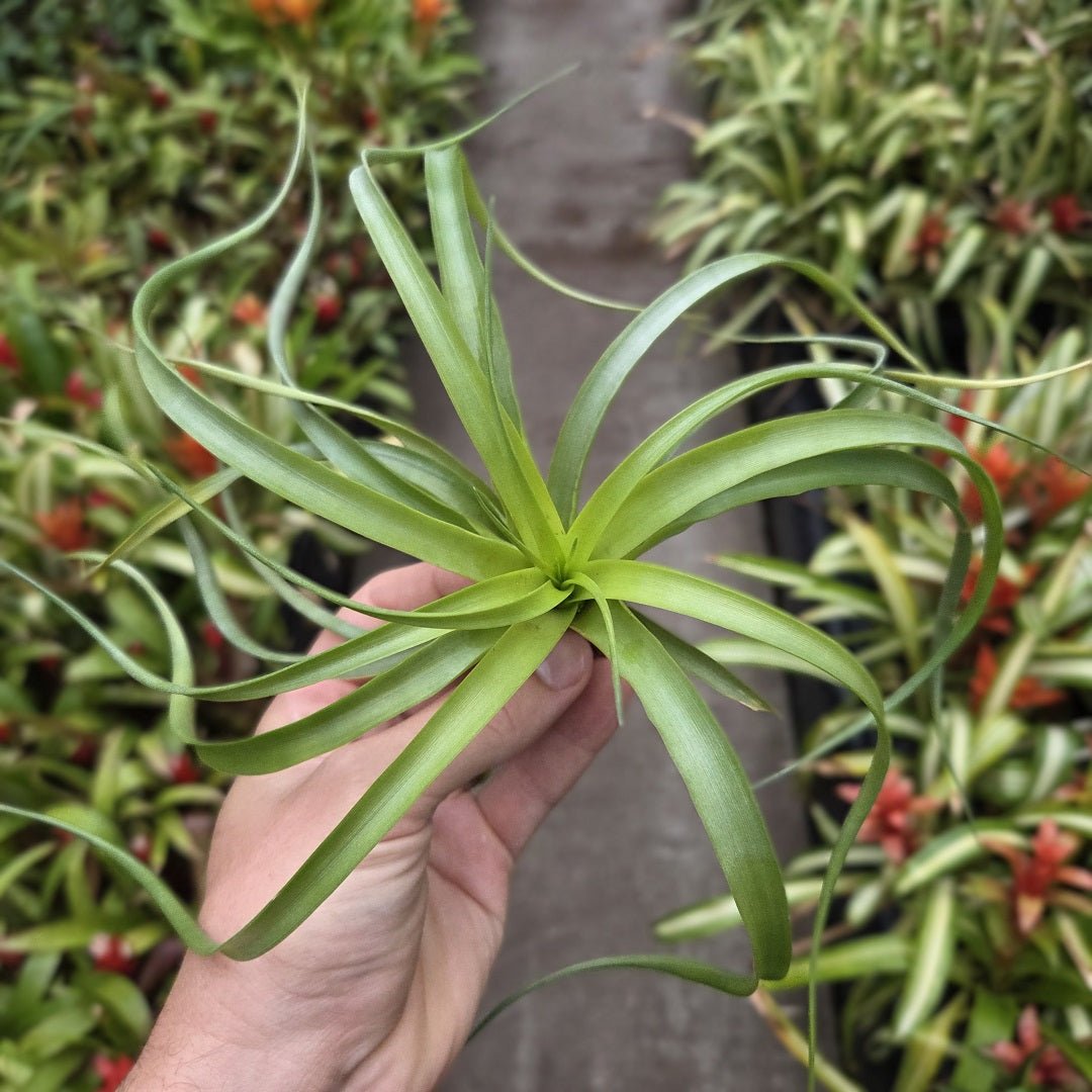 Tillandsia "Marvelous Masterpiece" - Rainforest Flora