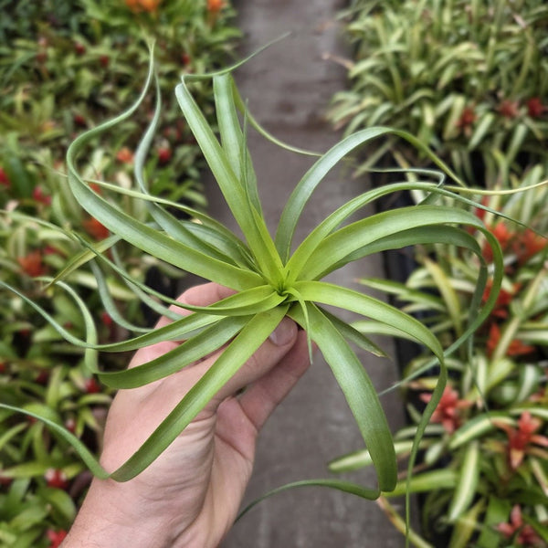 Tillandsia 'Marvelous Masterpiece' (T. rothii X T. brachycaulos