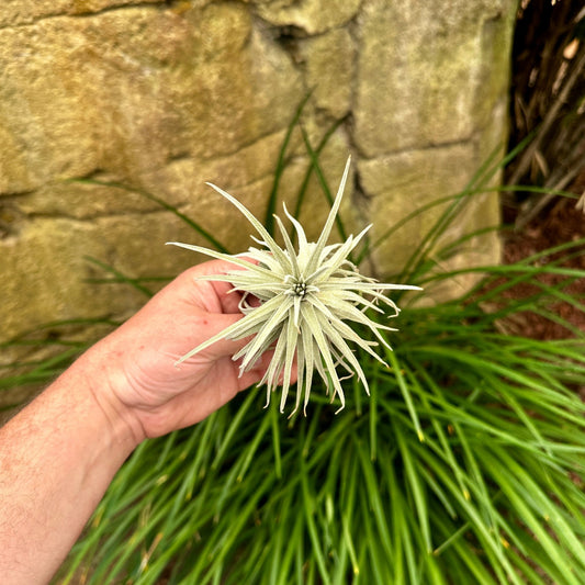 Tillandsia mauryana - Rainforest Flora