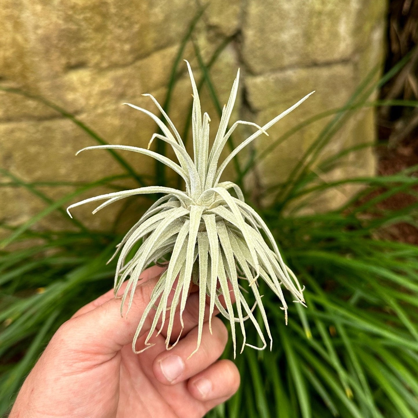 Tillandsia mauryana - Rainforest Flora