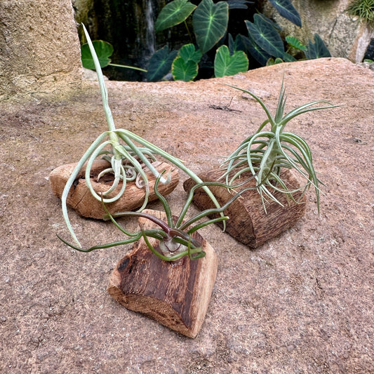 Tillandsia Mini Mounted On Grapewood Sitting - Rainforest Flora
