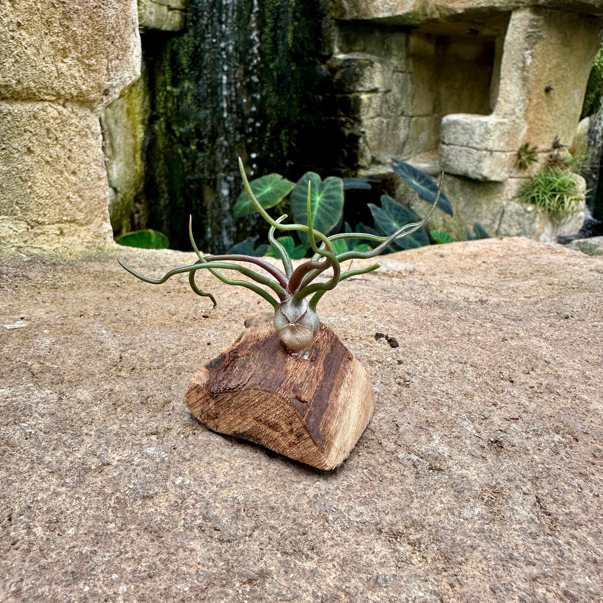 Tillandsia Mini Mounted On Grapewood Sitting - Rainforest Flora