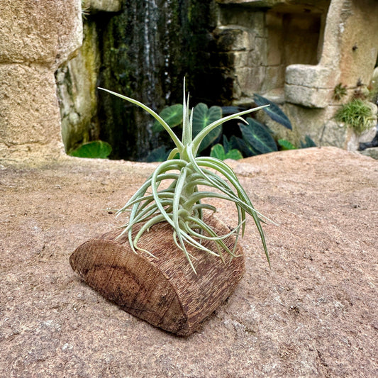 Tillandsia Mini Mounted On Grapewood Sitting - Rainforest Flora
