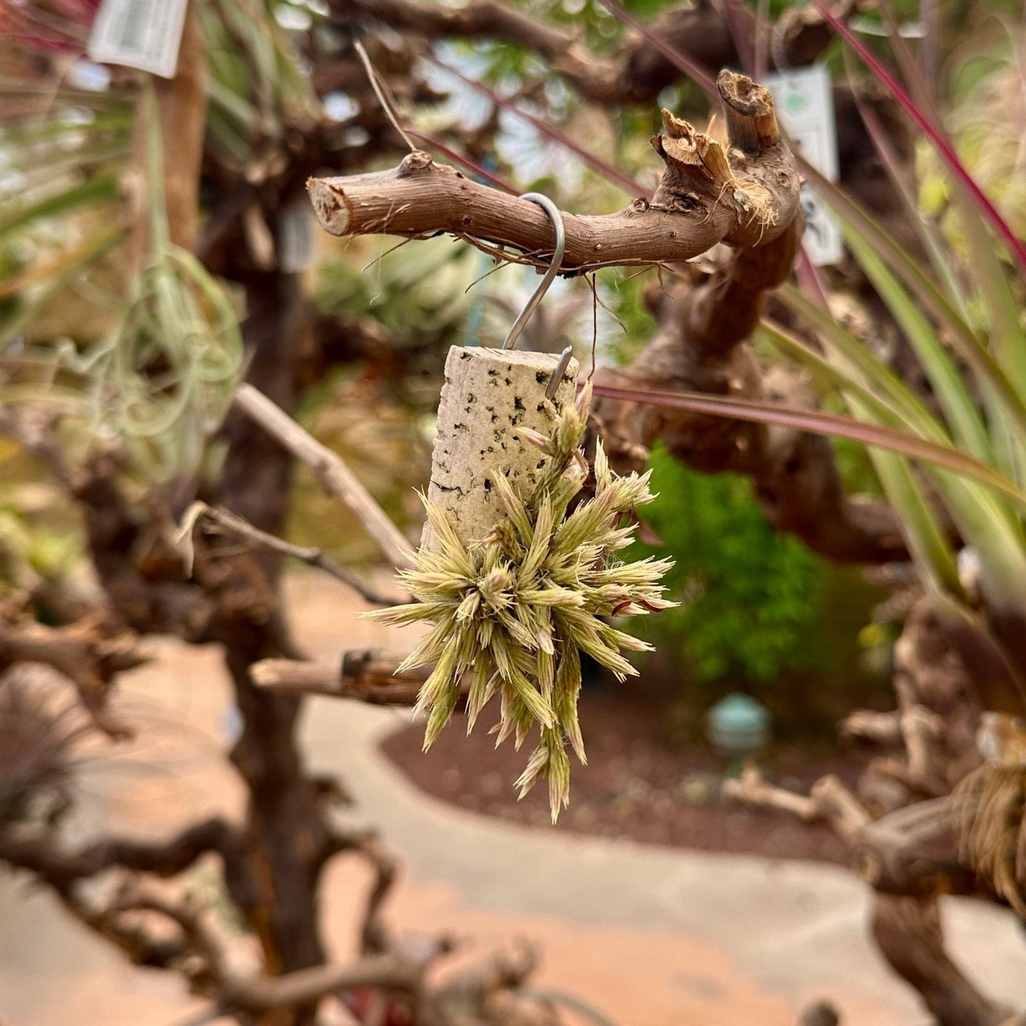 Tillandsia minutiflora - Rainforest Flora