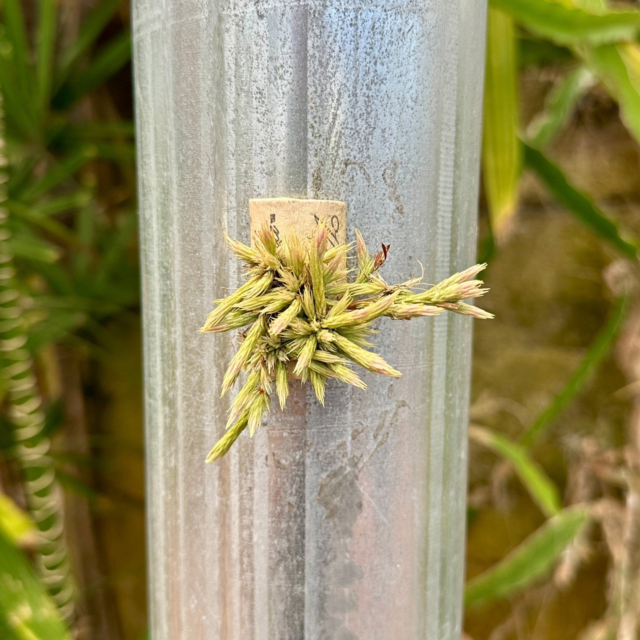 Tillandsia minutiflora – Rainforest Flora