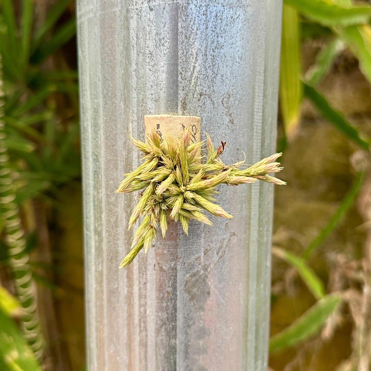 Tillandsia minutiflora - Rainforest Flora