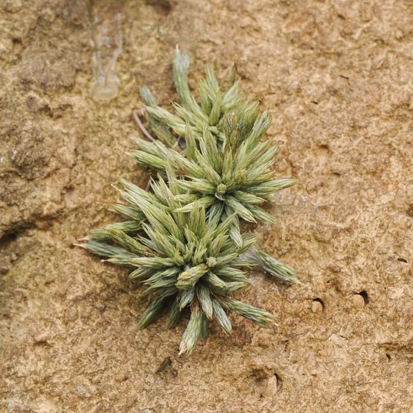 tillandsia-minutiflora-