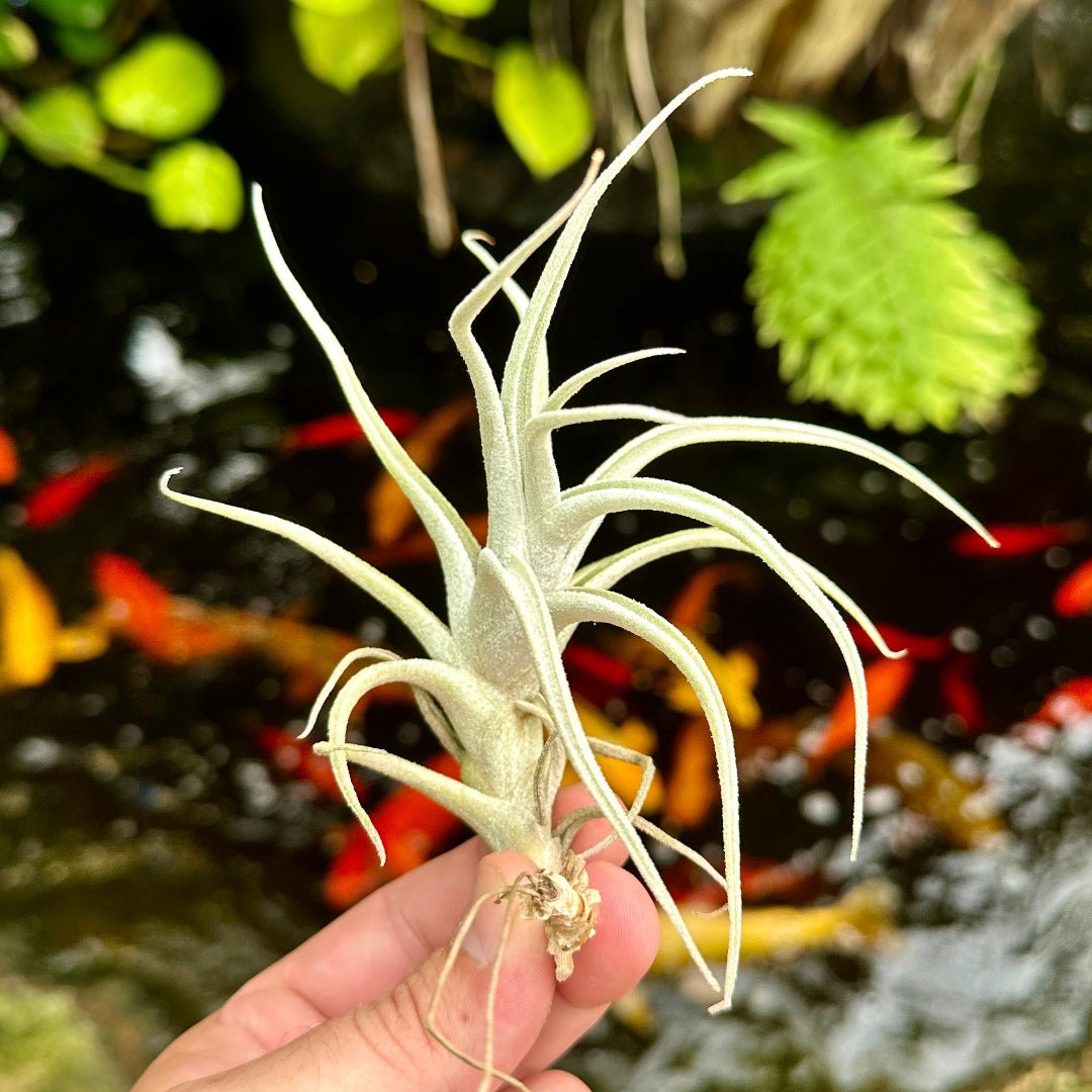 Tillandsia mitlaensis v tulensis - Rainforest Flora