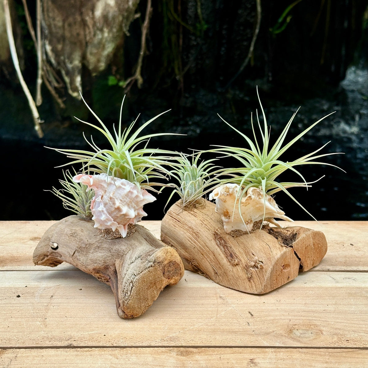 Tillandsia Mounted On Grapewood With Shell - Rainforest Flora