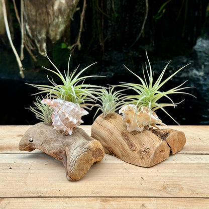 Tillandsia Mounted On Grapewood With Shell - Rainforest Flora