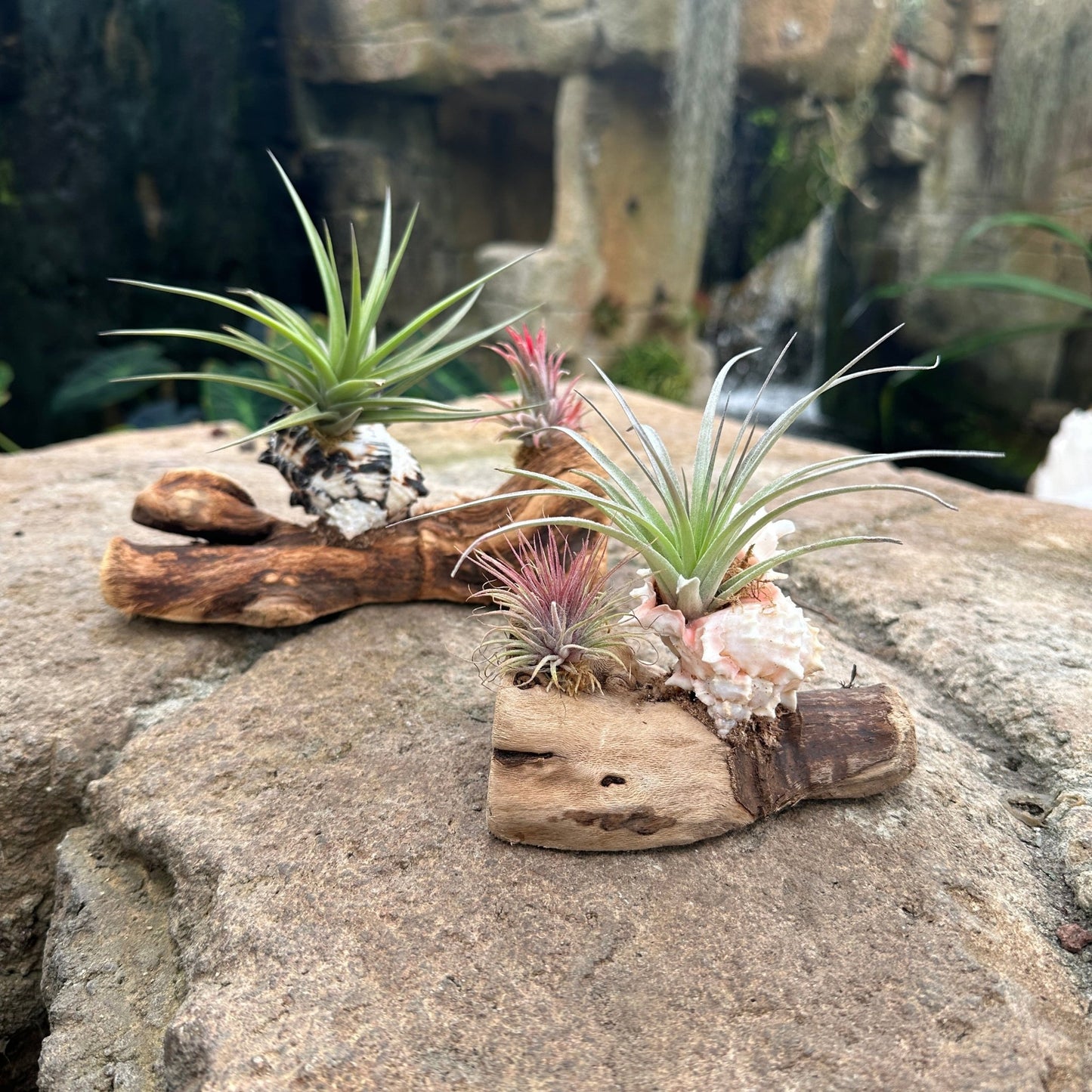 Tillandsia Mounted On Grapewood With Shell - Rainforest Flora