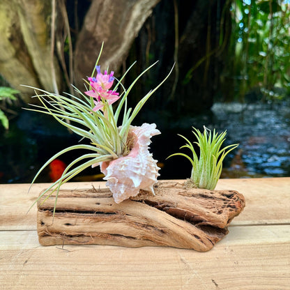 Tillandsia Mounted On Grapewood With Shell - Rainforest Flora