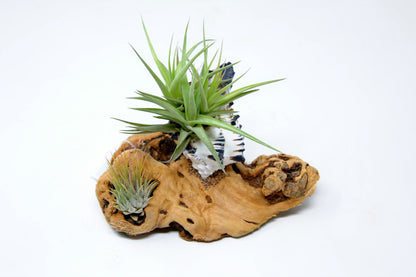Tillandsia Mounted On Grapewood With Shell - Rainforest Flora